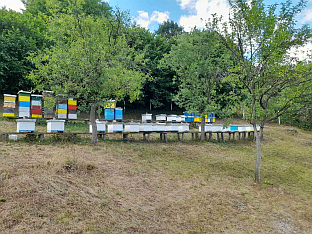 Република Српска - Фоча - пчеларство