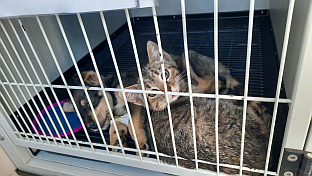 Република Српска - Бијељина - напуштене животиње