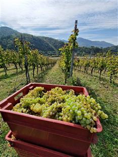 Република Српска - Требиње - виноградарство