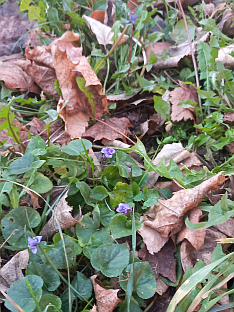 Србија - Београд - фото-вијест