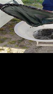 Требиње - Спортско-риболовно друштво "Леотар" - порибљавање