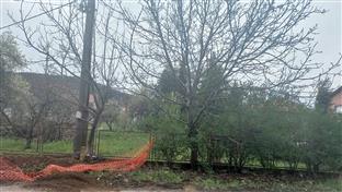 Београд - два стабла ораха