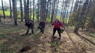 Нови Град - Шумска управа - посађене саднице смрче