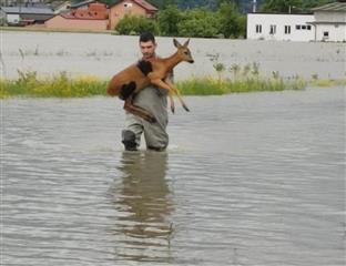 Карловац - ватрогасац спасио је срну од утапања