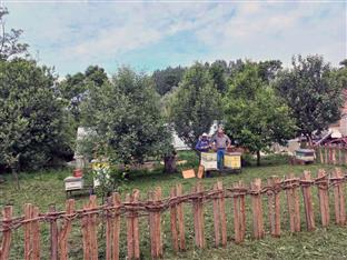 Република Српска - Шамац - пчеларство