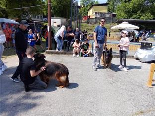 Република Српска - Нови Град - изложба паса