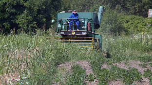 Република Српска - Приједор - жетва