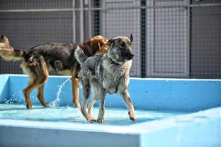 Република Српска - Требиње - азил "Даница"