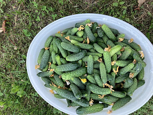 Република Српска - пољопривреда - "Карл Кине"