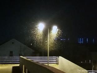 Република Српска - Бањалука - најезда зелених скакаваца 