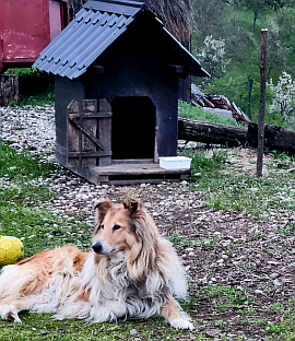 Република Српска – Бањалука – азил на Мањачи 