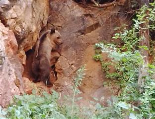 Република Српска - Сребреница - дивље животиње