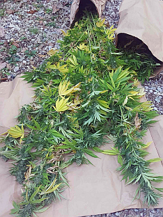 Република Српска - Братунац - пронађена индијска конопља