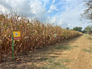 Република Српска - Србац - "Дани поља кукуруза"