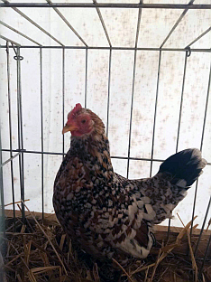 Република Српска - Добој - Друштво "Добојски одгајивач"