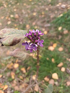 Република Српска - Зворник - занимљивост