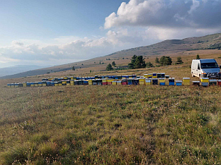 ФБиХ - Гламоч - пчеларство