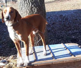 ФБиХ - Дрвар - занимљивост