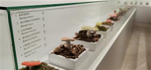 Република Српска - Добој - Регионални музеј