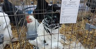 Република Српска - Добој - перадарство