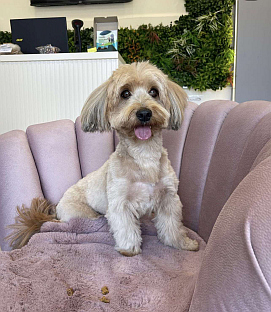 Република Српска - Бијељина - кућни љубимци