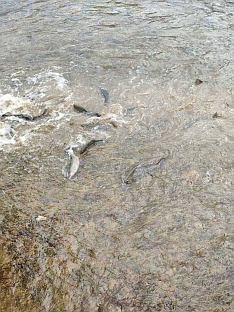 Република Српска - Невесиње - ХЕT