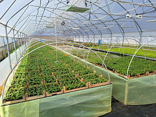 Република Српска - Лакташи - пластеник