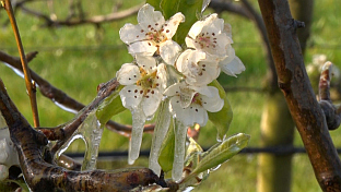 Република Српска - Градишка - воћарство 