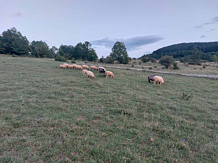 ФБиХ - Дрвар - предатори