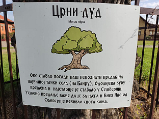 Република Српска - Бијељина - Туристичка организација - Црни дуд