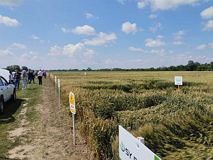 Република Српска - Бијељина - "Дани поља стрних жита"