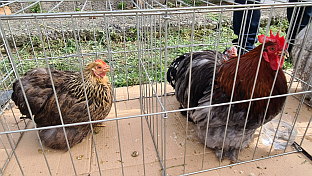 Република Српска - Добој - ситне животиње