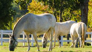 Република Српска - Прњавор - Ергела "Вучијак"