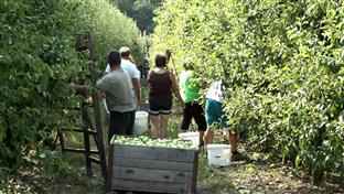 Република Српска - Градишка - воћарство