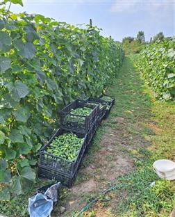 Република Српска - Нови Град - пољопривреда