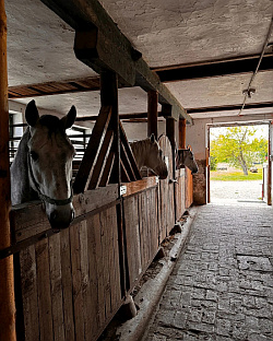 Република Српска - Прњавор - Ергела "Вучијак"
