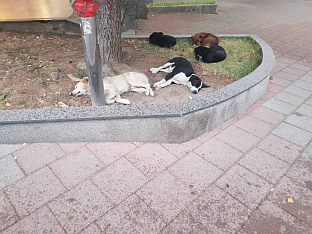 Република Српска - Зворник - Болница