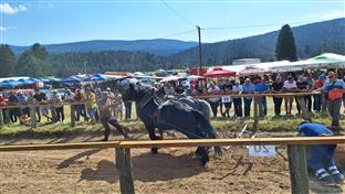 ФБиХ - Дрвар - манифестације