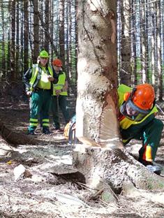 Република Српска - Мркоњић Град - шумарство
