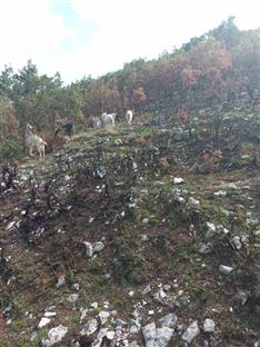 Република Српска - Билећа - пожари