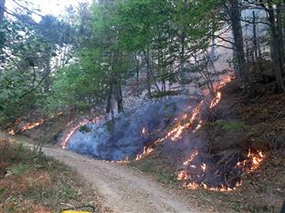 Република Српска - Лопаре - пожар