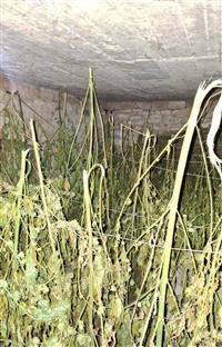 Србија - МУП