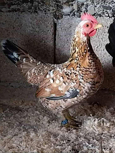 Република Српска - Добој - орнитологија