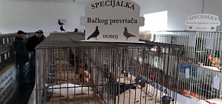 Република Српска - Добој - орнитологија