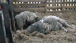 БиХ - Брчко - сточарство