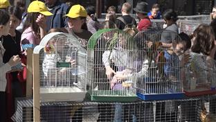 БиХ - Брчко - изложба