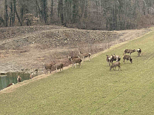 Република Српска - Лопаре - Ловачко удружење "Мајевица"