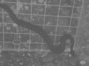 Република Српска - Лопаре - ГСС