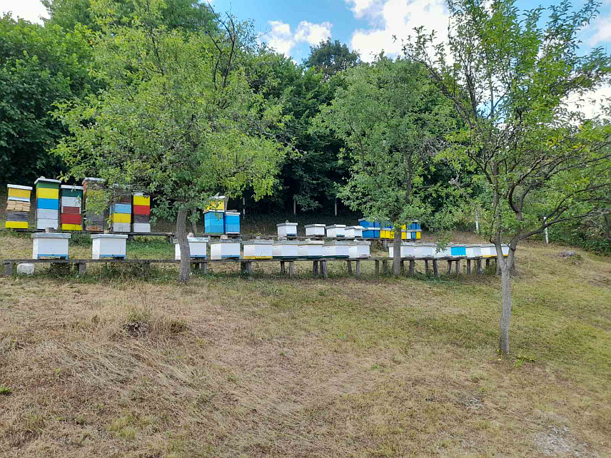 ФОЧА, 11. ОКТОБРА /СРНА/ - Неповољне временске прилике - хладно и кишовито прољеће, те чести упади медвједа у фочанске пчелињаке, који су у потрази за слатким залогајем ломили кошнице, нису омели пчеле да остваре готово рекордне приносе меда.