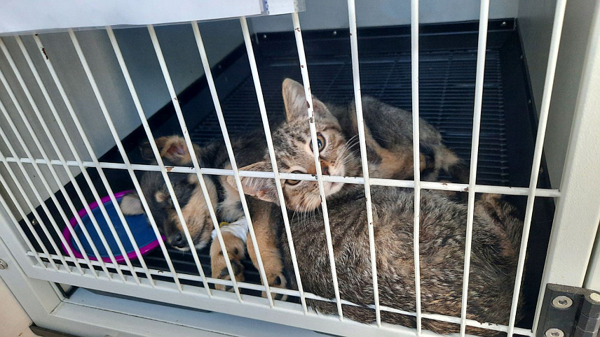 БИЈЕЉИНА, 14. ОКТОБРА /СРНА/ - Азил за псе "Медо" и Удружење за заштиту животиња "Аска", брину свако на свој начин, о више од 120 напуштених паса и мачака у Бијељини.